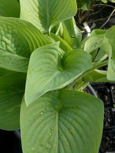 Hosta 'Empress Wu', Hartlelie