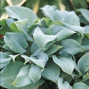 Hosta 'Fragrant Blue', Hartlelie