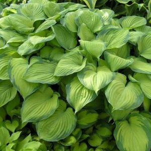 Hosta 'Guacamole', Hartlelie