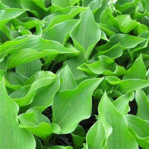 Hosta 'Harry van Trier', Hartlelie