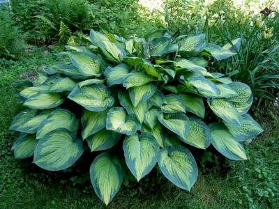 Hosta 'Paul's Glory', Hartlelie