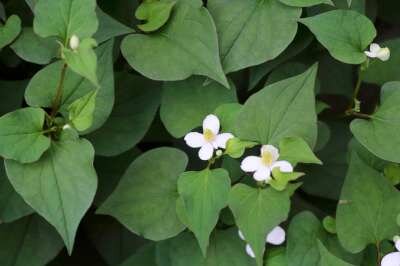 Houttuynia cordata, Leidsplantje