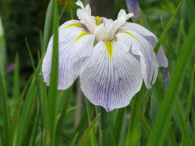 Iris ensata 'Aquamarin', Iris