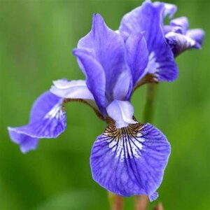 Iris siberica 'Blue King', Iris