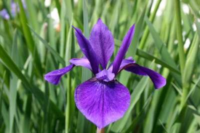 Iris siberica 'Pansy Purple', Iris