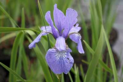 Iris siberica 'Perry's Blue', Iris