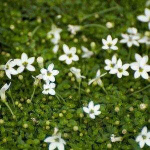 Isotoma fluviatilis 'Alba'