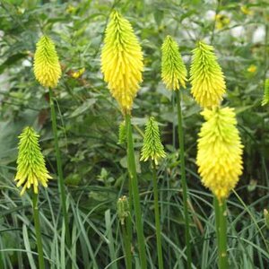 Kniphofia 'Bees Lemon', Vuurpijl