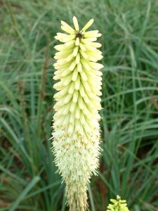 Kniphofia 'Ice Queen', Vuurpijl