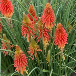 Kniphofia 'Papaya Posicle', Vuurpijl