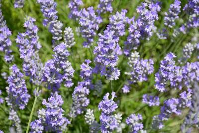 Lavandula ang. 'Blue Cushion' P9, Lavendel 