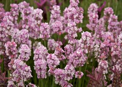 Lavandula ang. 'Hidcote Pink' P9, Lavendel 