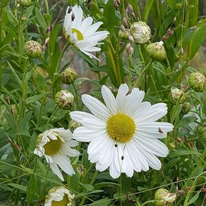 Leucanthemella serotina, Margriet