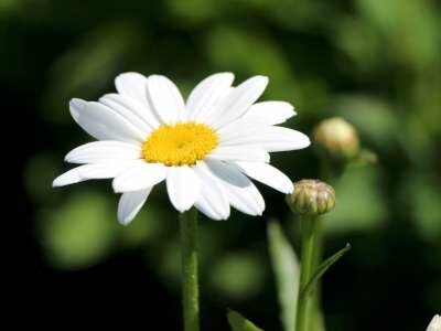 Leucanthemum superbum 'Brightside', Margriet