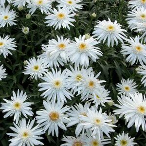 Leucanthemum 'Christine Hagemann', Margriet