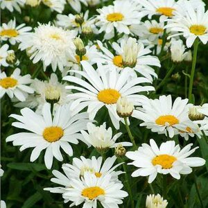 Leucanthemum superbum 'Snow Lady', Margriet