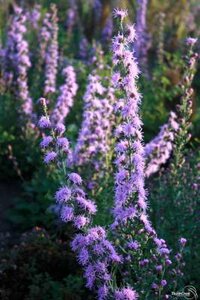 Liatris aspera, Lampepoetser