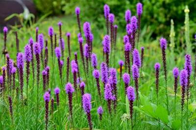 Liatris pycnostachya, Lampepoetser