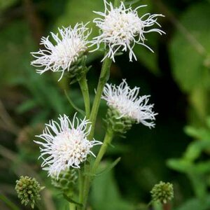 Liatris scariosa 'Alba', Lampepoetser