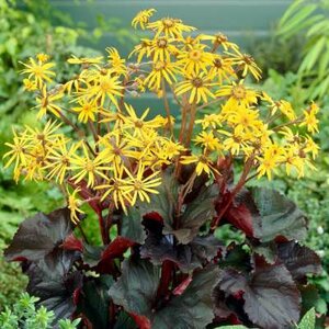 Ligularia dentata 'Britt-Marie Crawford', Kruisstruik