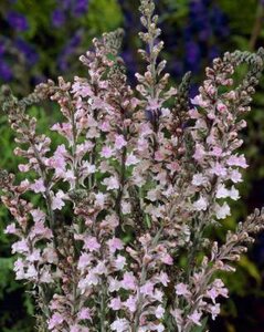 Linaria purpurea 'Canon J. Went', Vlasbekje