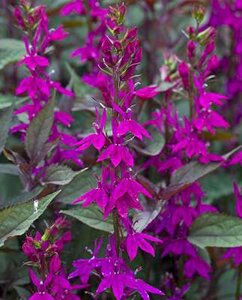 Lobelia speciosa 'Tania', Lobelia