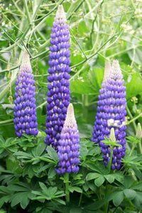 Lupinus 'Gallery Blue', Lupine