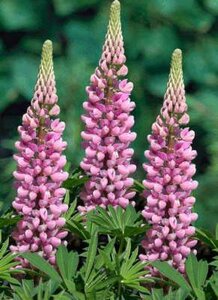 Lupinus 'Gallery Pink', Lupine