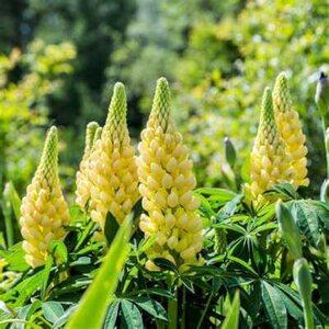 Lupinus 'Gallery Yellow', Lupine