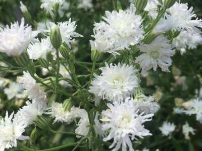 Lychnis 'Petit Henri', Koekoeksbloem