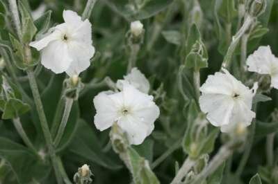 Lychnis coronaria 'Alba', Prikneus