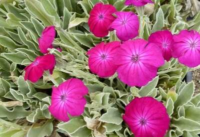 Lychnis coronaria 'Atrosanguinea', Prikneus