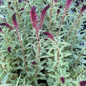 Lysimachia atropurpurea, Rode Wederik