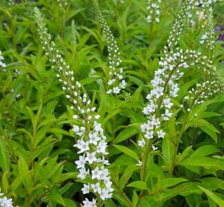 Lysimachia clethroides 'Snow Candle', Wederik