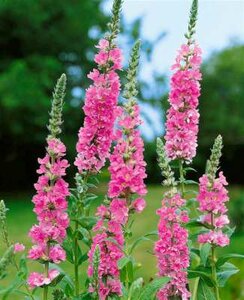 Lythrum salicaria 'Pink Blush', Kattestaart