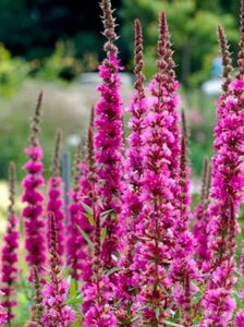 Lythrum salicaria 'Zigeunerblut', Kattestaart