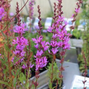 Lythrum virgatum 'Dropmore Scarlet', Kattestaart