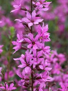 Lythrum virgatum 'Rose Queen', Kattestaart