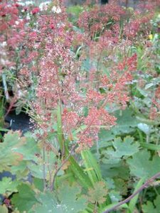 Macleaya cordata 'Flamingo', Pluimpapaver