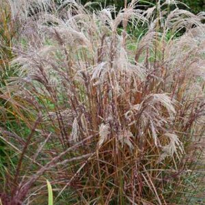 Miscanthus sinensis 'Aperitif', Prachtriet