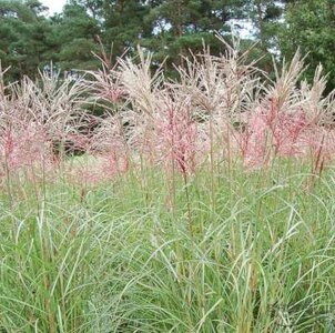 Miscanthus sinensis 'Ferner Osten', Prachtriet