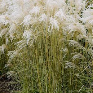 Miscanthus sinensis 'Kleine Fontäne', Prachtriet