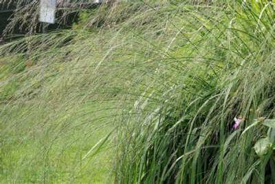 Molinia arundinacea 'Transparent', Pijpestrootje