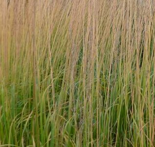 Molinia arundinacea 'Windsaule', Pijpestrootje