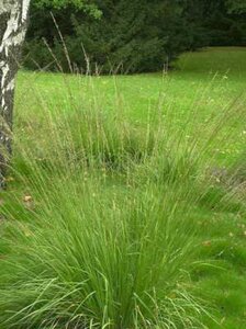 Molinia caerulea 'Dauerstrahl', Pijpestrootje