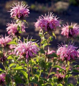 Monarda 'Aquarius', Bergamot