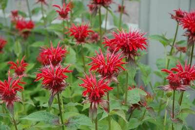 Monarda 'Jacob Cline', Bergamot