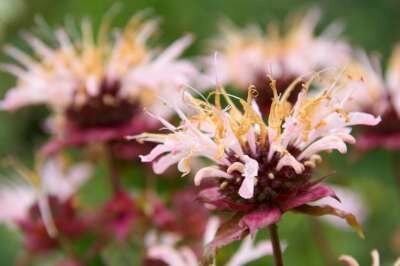 Monarda 'Ou Charm', Bergamot