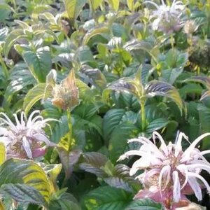 Monarda bradburiana 'JS Mocassins', Bergamot