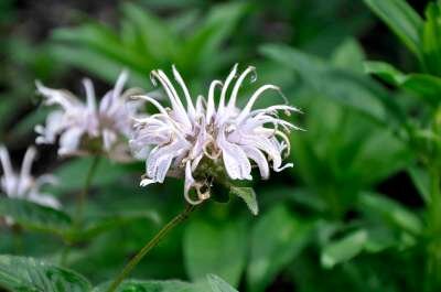 Monarda bradburiana 'Maramek', Bergamot